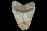 Bargain, Fossil Megalodon Tooth - North Carolina #91620-1